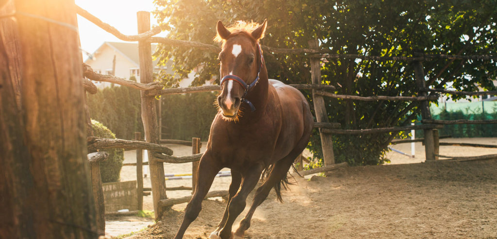 sultan